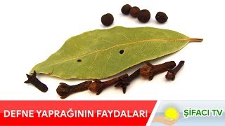 Defne Yaprağının Faydaları Nelerdir Cevabı Bu Videoda [upl. by Pelagia]