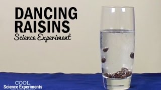 Dancing Raisins Science Experiment [upl. by Enymsaj]