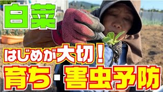 【甘くて美味しい白菜がぐんぐん太ってきれいに巻く！】【無農薬】 [upl. by Retseh]