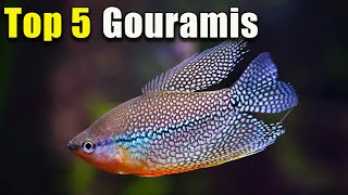 Top 5 BEST Gourami Fish [upl. by Aspasia]