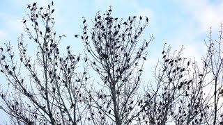 Starlings At Dusk 1 Nanaimo BC October 30 2024 [upl. by Aynuat]