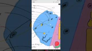 Clinical Anatomy  medullaoblongata  Lateral Medullary synd  Wallenburg synd neetpg2024 inicet [upl. by Amalburga341]