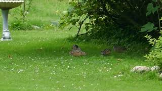 A Woodcock Family at the homestead [upl. by Brag]