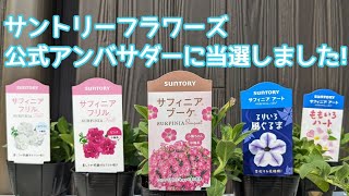 『サフィニア』可愛い花苗、話題の新色紹介しますサントリーフラワーズ公式アンバサダー2022サンフラアンバサダー2022花と生きるサントリー [upl. by Athalee262]