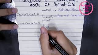 FUNCTIONS OF ASCENDING TRACTS OF SPINAL CORD IN EASY WAY  NEUROANATOMY [upl. by Sukramed]