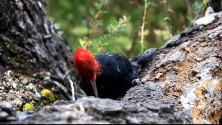 Magellanic Woodpecker Working on a Dead Tree in Patagonia [upl. by Andonis]