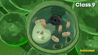 Simple permanent tissues ⚡3d animation  Class 9 biology [upl. by Siraved349]