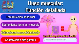 Huso muscular  Huso neuromuscular  Huso muscular fisiología  Huso muscular como funciona [upl. by Nalro]