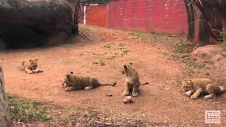 The ROAR Race  Lion Cub Naming [upl. by Jeromy814]