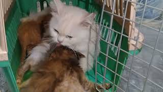 Wild Mom Cat Has Adopted Orphan Kitten Welcome Her Into Her Family And Grooming Her Like Her Kittens [upl. by Salocin]