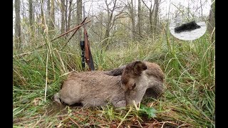 Red deer hunting  successful morning [upl. by Mariana]