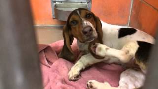 Waking up a sleeping Basset Hound at a shelter is pure joy [upl. by Noiwtna648]