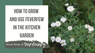 How to Grow and Use Feverfew in the Kitchen Garden [upl. by Cho]