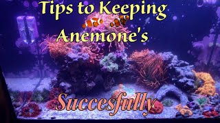 Anemone Saltwater Aquariums tips [upl. by Atalee]