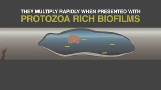 WET What is Legionella and Biofilm ACoP L8 Update [upl. by Rumery]