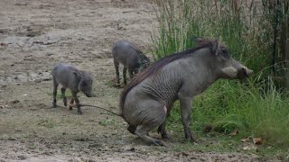 Jonge Wrattenzwijnen Zoo Antwerpen 2024 [upl. by Melleta285]