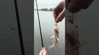 Fishing for BIG Bass and Little Walleye on the Mississippi River [upl. by Nioe]