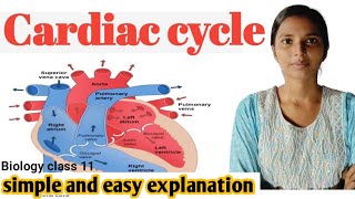 Cardiac cycle  हृदय चक्र   cardiovascular system Body fluids and circulation NEET Biology 11th [upl. by Ricca]