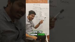 Carbon Cycle environmentalscience apcourses globalwarming [upl. by Ahsir]