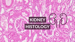 Kidney Histology Video Made Easy  Kidney Under the Microscope [upl. by Aztiley]