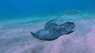 Pastinaca common stingray [upl. by Darrel]