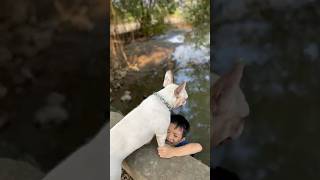 The dog saved the baby who fell into the river where crocodiles eat meat pet dog lovedog [upl. by Norra]