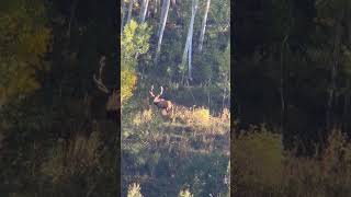 The sun on those antlers though 😍 🦌 shortsfeed shortvideo shorts [upl. by Gnuhn]