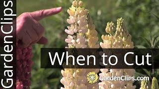 Lupines  When To Cut Flowers [upl. by Viola]