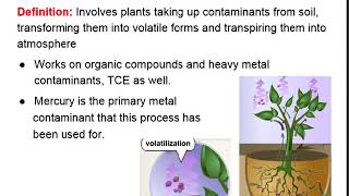 Phytoremediation [upl. by Caundra]