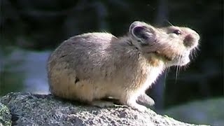 American Pikas Calling Out  Cute Animals in Nature [upl. by Knuth]