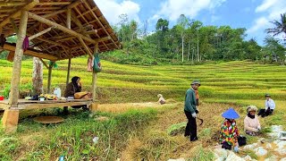 Aktivitas Di Kampung Terpencil Sawah Lereng Gunung Indah Alam Desanya Suasana Pedesaan Jawa Barat [upl. by Alhak]