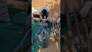 Karela BSF RUSAN farming review videoshrtsvideo viral [upl. by Perni]