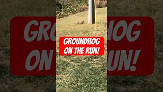 Groundhog on the Run groundhog wildlife nature wildanimals funny animalshorts [upl. by Lerej]