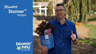 How to Plant Stunner® Weigela [upl. by Robina748]