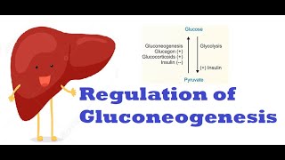 Regulation of Gluconeogenesis Carbohydrates Metabolism [upl. by Ande]