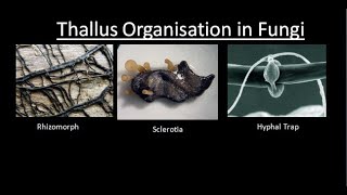 THALLUS ORGANISATION IN FUNGI  For BSc and MSc  BY JYOTI VERMA  ALL ABOUT BIOLOGY [upl. by Gusti]