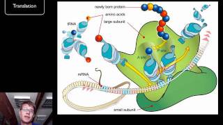 DNA and RNA  Part 2 [upl. by Howlan]