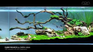 Aquascape Project  by Green Aqua  limited aquarium plants for minimalist view [upl. by Abbot]