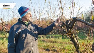 Errori comuni  come potare il pesco  guida con consigli per la potatura [upl. by Maritsa]