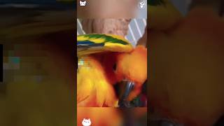 Funny parrot pt18 like and sub for pt19 funny funnypetsmoments funnyanimal funniestvideo [upl. by Akimit]