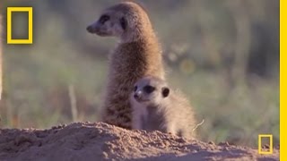 Meerkat Mischief  National Geographic [upl. by Esirahc]