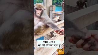 Danger reaction monkey 🐒funny shorts comedy [upl. by Jakob]