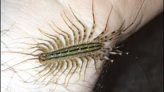 Holding A House Centipede Scutigera coleoptrata [upl. by Dnaltiac850]