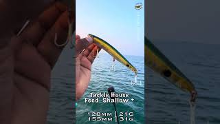 Best lure for Barramundi fishing 🎣 Tackle House feed Shallow Plus tackletips [upl. by Annoiek]