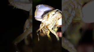 Timelapse of Crayfish Molting From Its Shell And a Lot of Crayfish crayfish farming agriculture [upl. by Euseibbob]