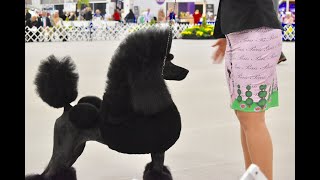 Poodle Club of America National Specialty 2018 Standards [upl. by Raab502]