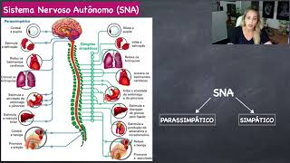 Organização do Sistema Nervoso Autônomo [upl. by Ardnalahs]