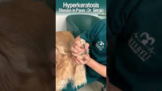 Hows your dogs paws  Hyperkeratosis Disease in Paws  Dr Sergio dog pets doglover petcare [upl. by Lyndsie]