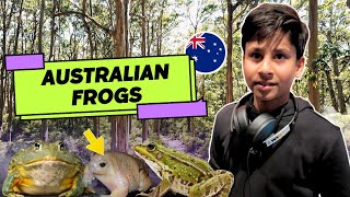 Discover the Seasonal Frogs of Australia A Natural Symphony Australian Frogs [upl. by Noelc]