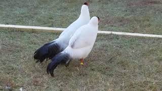 Drouynii White Eared Pheasant Pair [upl. by Nerine400]